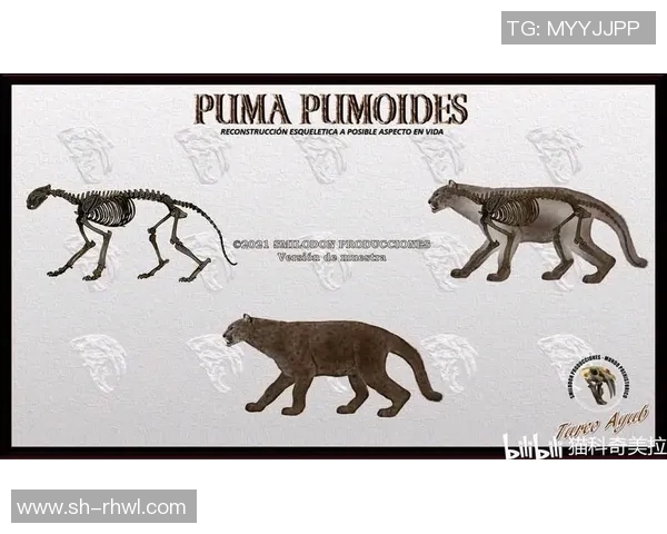 美洲狮与阿特拉斯的生存之争与生态平衡探讨